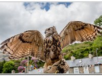 14-06-2015  E2A5797 : carnival, tanygrisiau