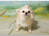 02-09-2018  E2A3959 : dog show