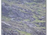 25-05-2019 D47I0150 : ras y moelwyn