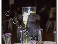 27-04-2017  E2A5766 : proms moelwyn 2017