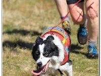 08-04-2017 D47I4488 : ras y moelwyn 2017